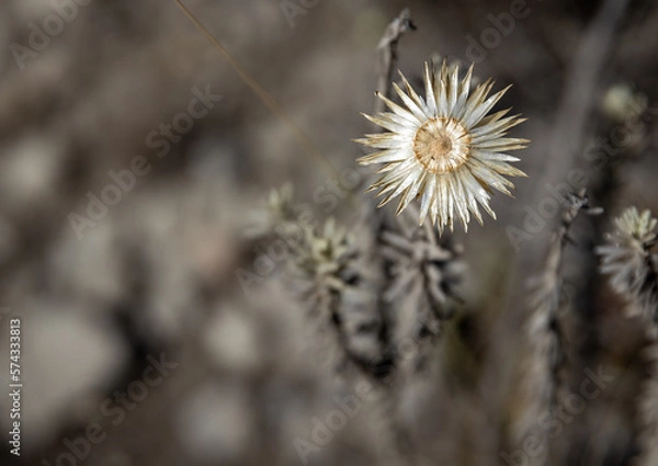 Fototapeta Withered Beauty: The Last Stand of a Single Flower