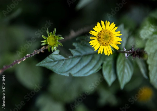 Fototapeta A Burst of Color Yellow in the rain forest