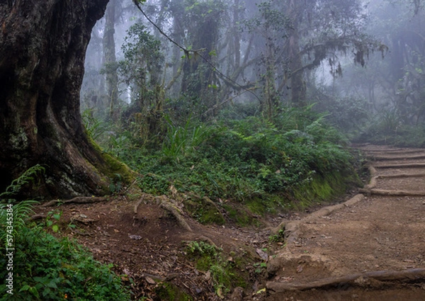 Fototapeta Take a Seat: A Peaceful Bench Along a Rainforest Path