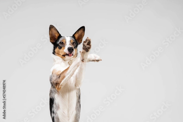 Fototapeta Border collie dog breed on white background in studi. Pet training, cute dog, smart dog
