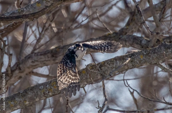 Obraz woodpecker flying off a perch