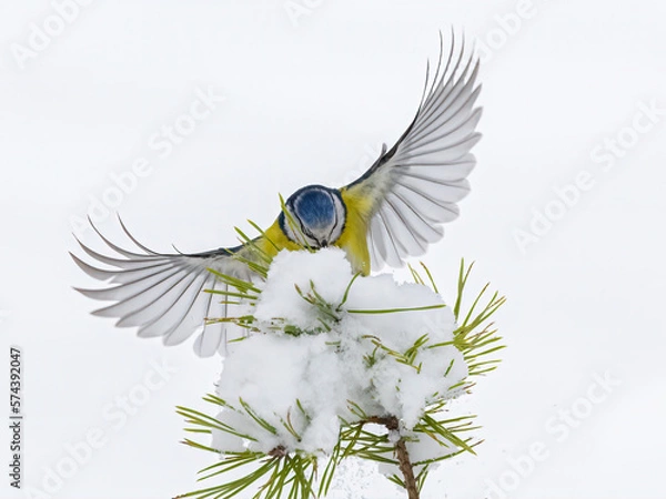 Obraz Blue tit landing on a pine branch