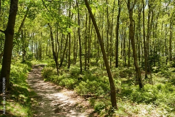 Obraz Beautiful forest road