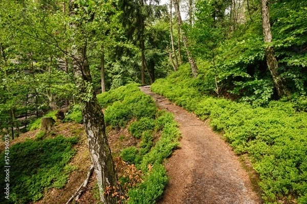 Obraz Beautiful forest road