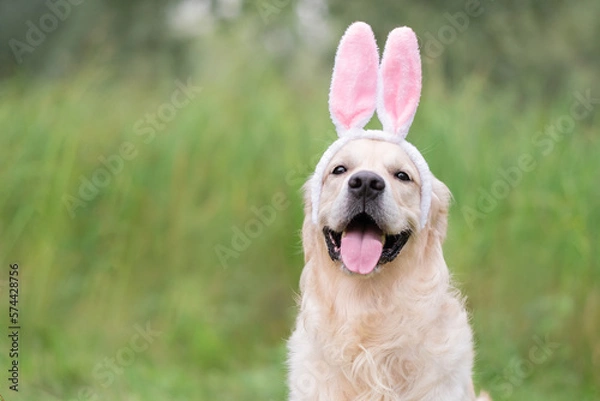 Fototapeta A happy dog sits in the green grass on a spring day in a bunny costume. A golden retriever on the Easter holiday.