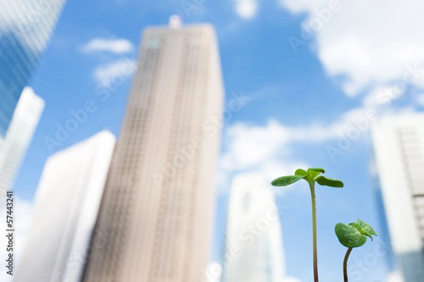 Fototapeta 芽生え　