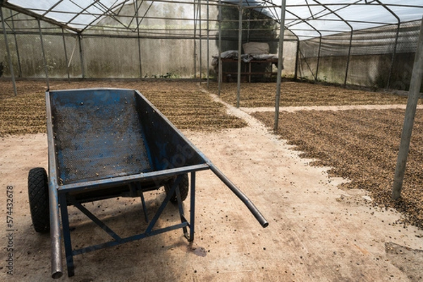 Fototapeta Dramatic image of a coffee farm high in the Caribbean mountains, with raw beans spread out to dry in a greenhouse and wheelbarrow in foreground.