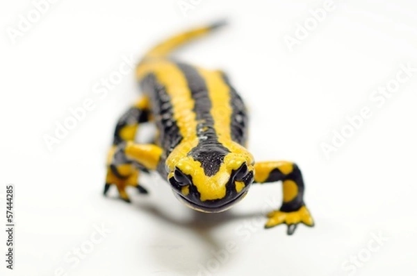 Obraz Fire salamander, Salamandra salamandra