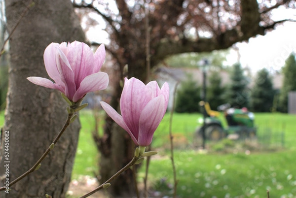 Obraz Two magnolia blossoms in the foreground with a rider lawn mower in a bokeh background.