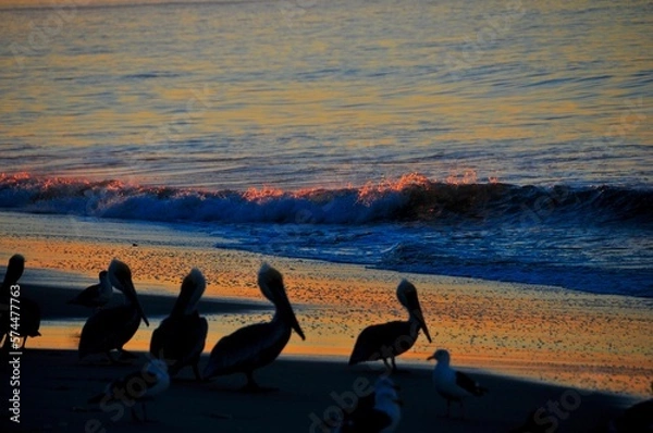 Obraz Pelicans in shadow on Malibu beach ocean sunset background