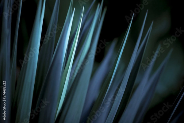 Obraz Striking yucca spikes in dramatic blue light
