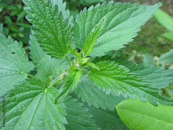 Obraz brennesselpflanze
