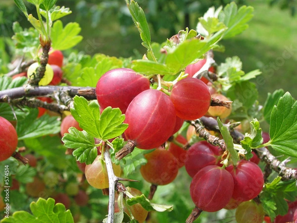Obraz rote stachelbeeren