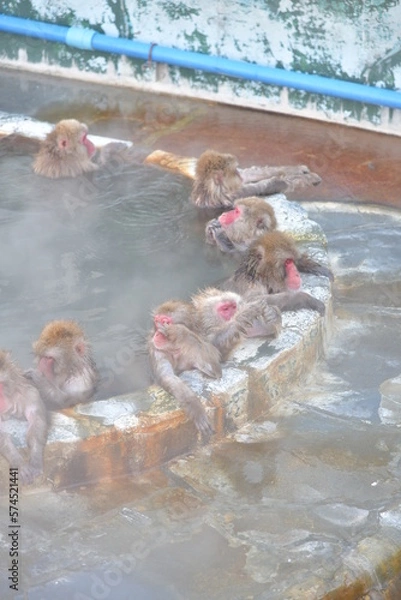 Fototapeta 温泉に入る猿