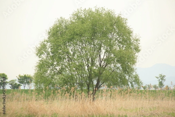 Obraz willow in April