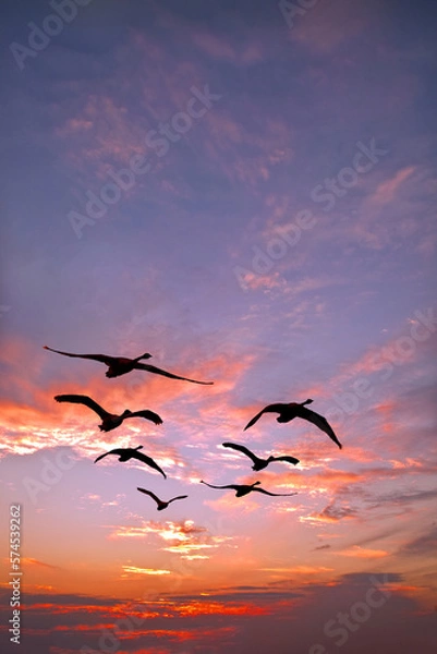 Fototapeta 夕日を背景に群れで飛行する白鳥のシルエット