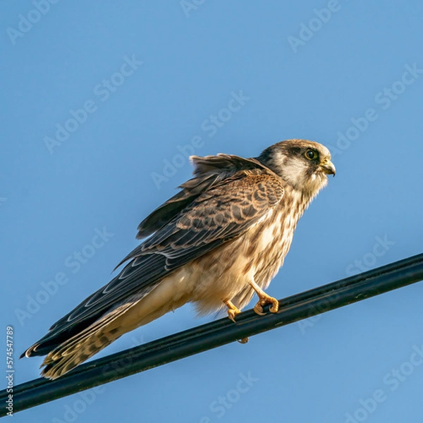 Obraz Red-footed falcon on a powerline