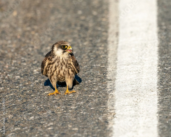 Obraz Young Red-footed falcon on a road
