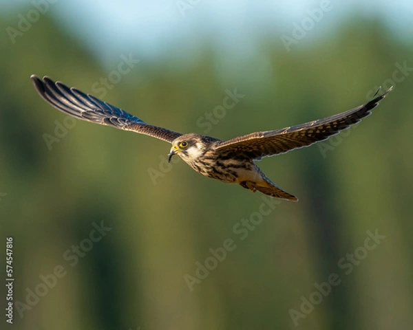 Obraz Young Red-footed falcon flying