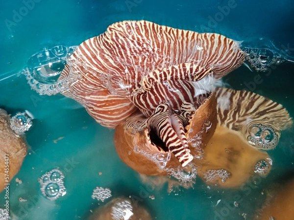 Obraz Fresh melon shells under water