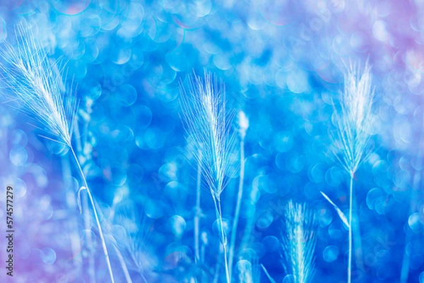 Fototapeta A close up of a magic spikelet on a blue background. Simplicity theory, soft focus