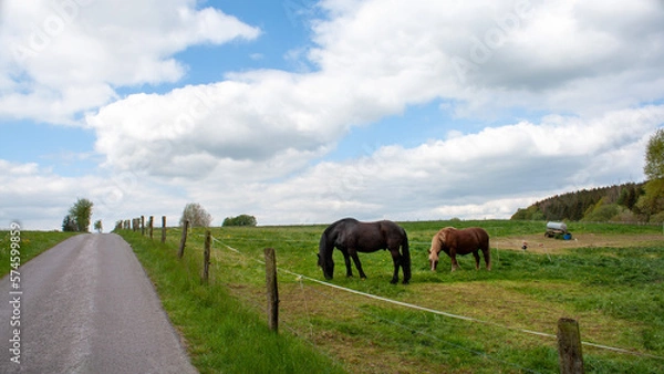 Fototapeta Pferde auf Weide
