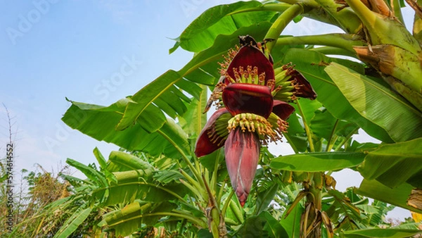 Fototapeta Banana blossoms from the trees planted in the garden.