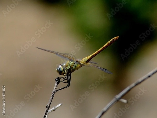 Fototapeta libelinha