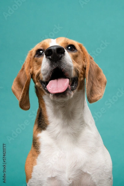 Obraz Funny portrait of a beagle dog smiling looking at the camera on a blue background