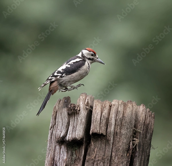 Obraz Woodpecker