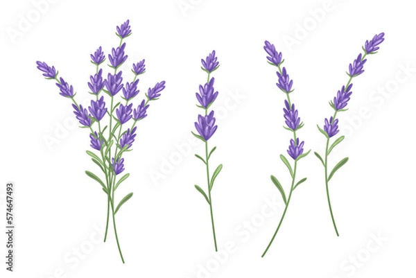 Fototapeta A set of lavender sprigs.Vector illustration isolated on a white background.
