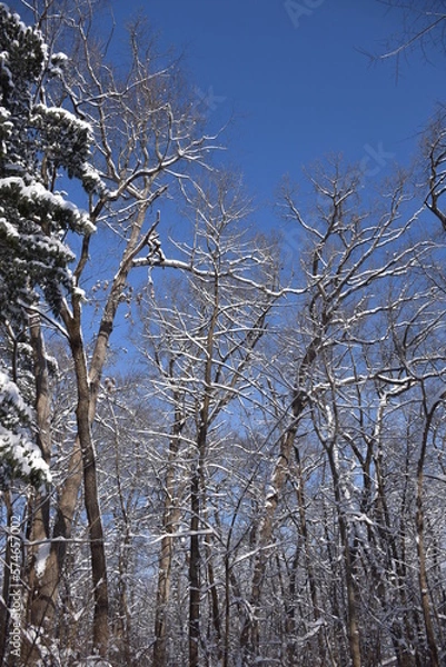 Fototapeta trees in winter