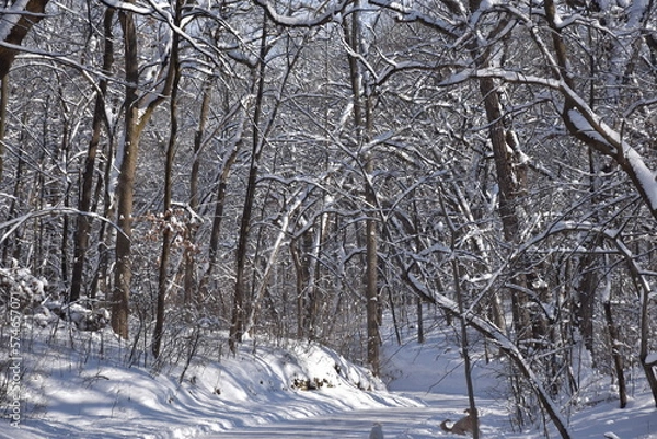 Fototapeta trees in snow