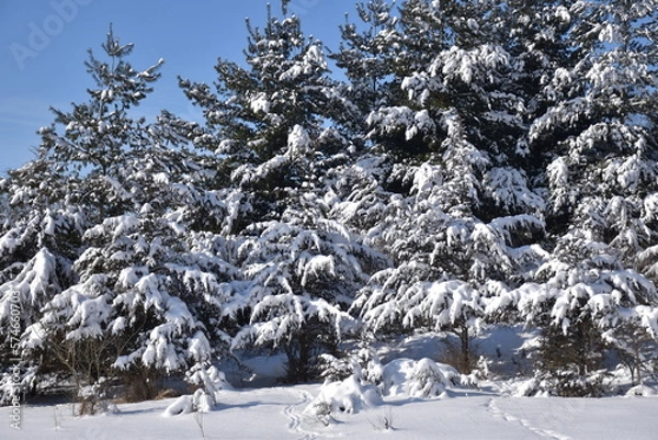 Fototapeta Snowy trees