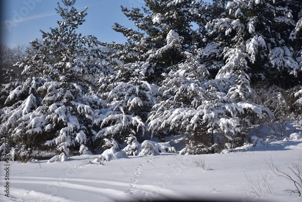 Fototapeta snow covered trees