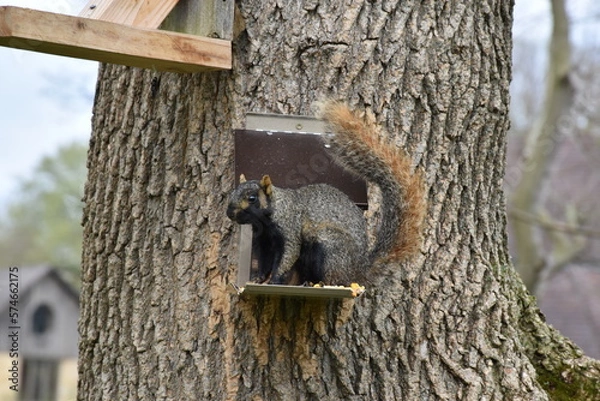Fototapeta Squirrel in tree