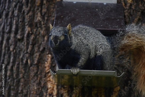 Fototapeta Black squirrel
