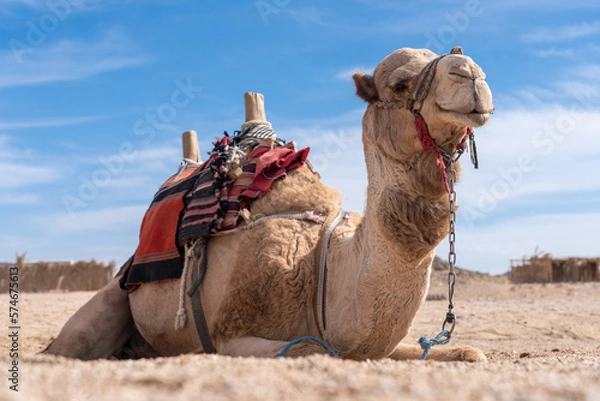 Fototapeta Wielbłąd w Egipcie, Camel