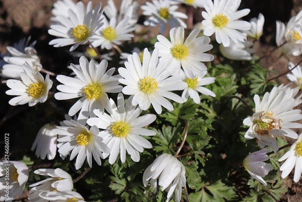 Obraz Closeup view of a beautiful white flower of an Anemone blanda White Splendour with yellow stamens and pollen on a blurred background. It is a perennial plant flowering in spring.