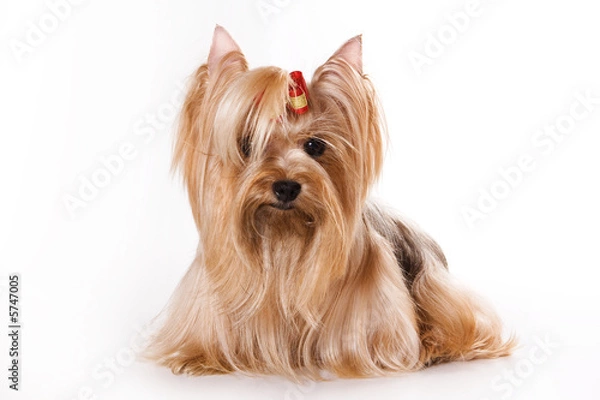 Fototapeta Yorkshire Terrier (Yorkie) puppy on a white background
