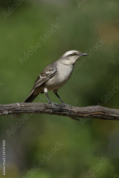 Fototapeta Chalk-browed mockingbird, Mimus saturninus,