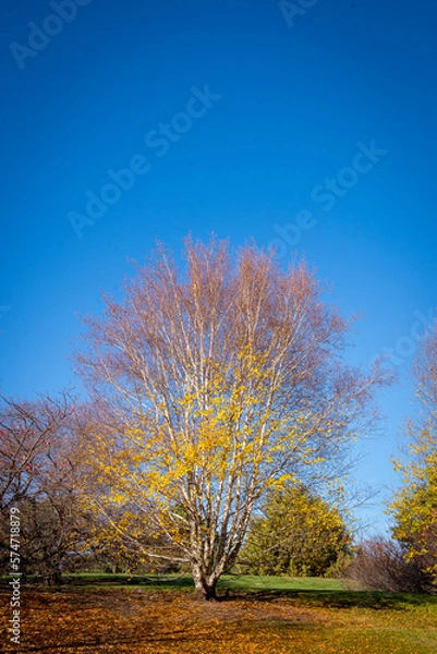 Obraz Beautiful autumn tree and leaves under blue skies