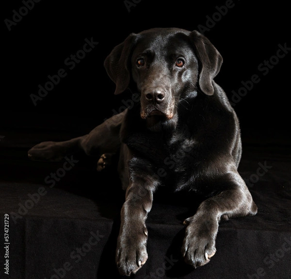 Obraz Schwarzer Labrador vor schwarzem Hintergrund