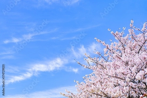 Fototapeta 桜と青空の背景素材