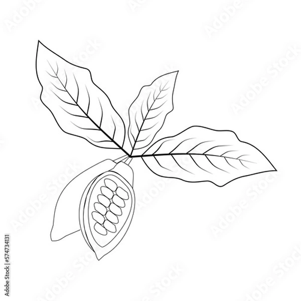 Fototapeta cocoa tree leaves, cocoa fruit vector isolate, cocoa fruit outline with leaves on white background, vector, illustration, plant silhouette, cocoa pods and cocoa beans - chocolate base