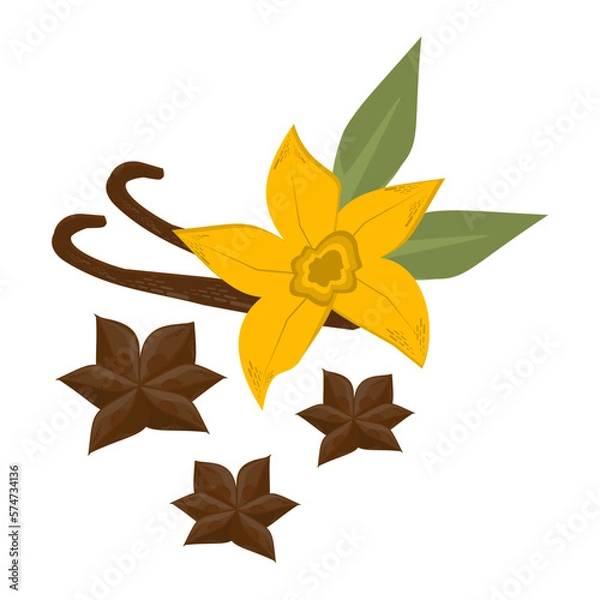 Fototapeta cinnamon flower isolate, cinnamon stars vector on white background, spice, spice, fragrant cinnamon sticks, aromatic plant, vanilla, vanilla flower, eco shop, herbs set