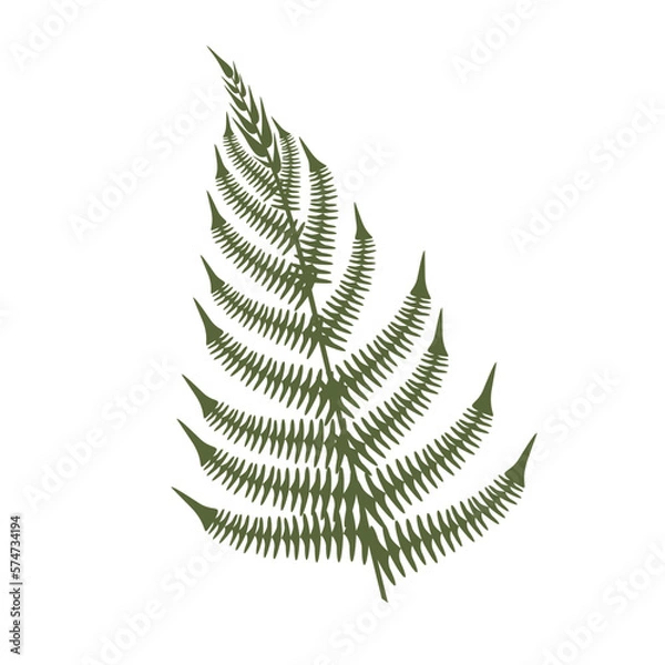 Fototapeta fern, fern leaf on white background, blooming fern isolate, tropical leaf, tropics flora, jungle green leaf, fern vector silhouette, fern leaf green isolated prints on white background.