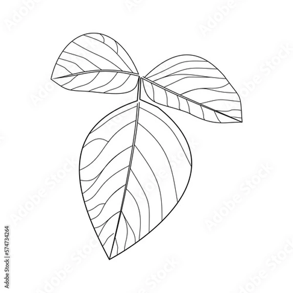 Fototapeta Skeleton leaf on white background, leaf outline isolate, tree leaf vector, black leaf illustration, flora, plant