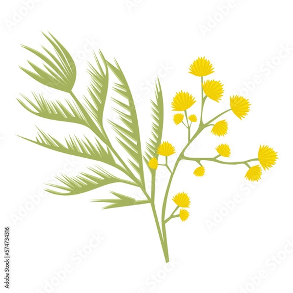 Fototapeta Mimosa branch, yellow flower on a white background, spring flower, mimosa isolate, March 8, women's day, symbol, mother's day, flowers for the holiday