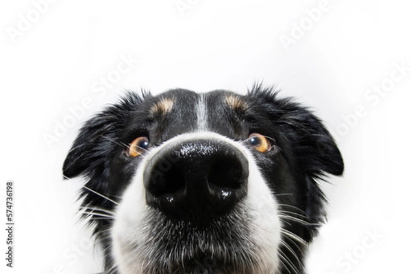 Obraz Funny close-up border collie dog face. Isolated on white background